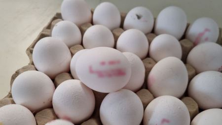 شرطة القدس : ضبط محل لتعبئة البيض المزوّر